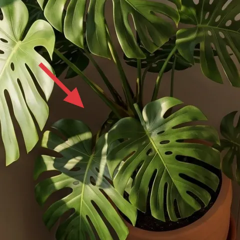 monstera plant in terracotta pot