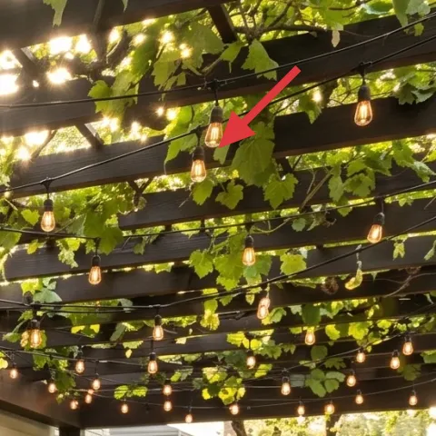 string lights with warm bulbs