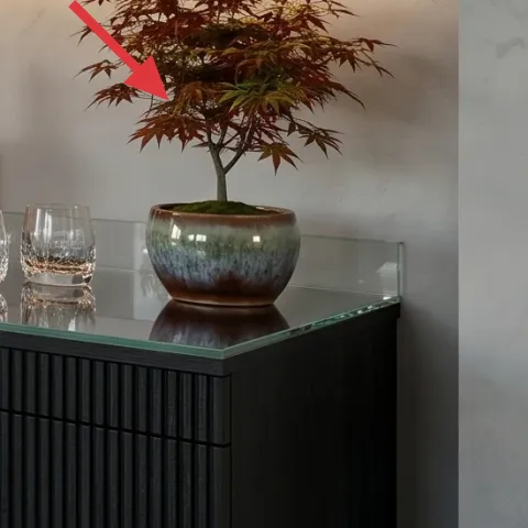 small potted tree/plant