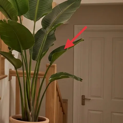 large leafy indoor plant in terracotta pot