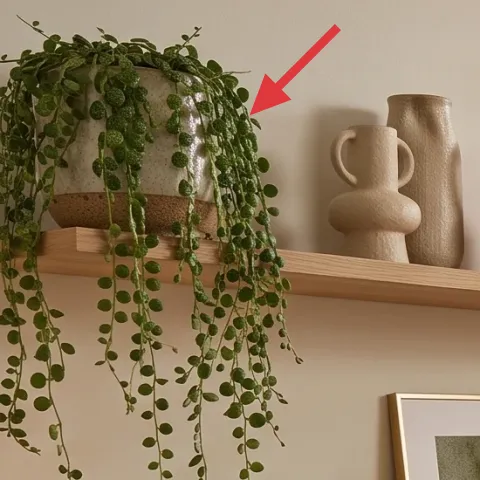 hanging trailing green plant