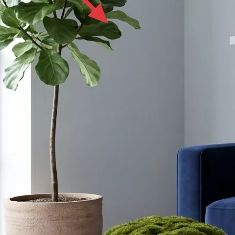 indoor leafy plant (4–6 ft)