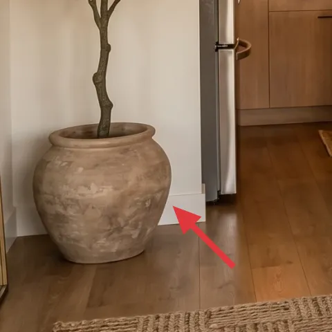 terracotta potted olive tree