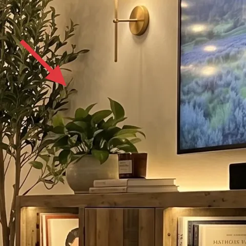 tall potted leafy plant