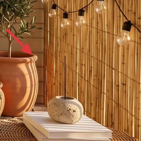 potted plant in large terracotta planter