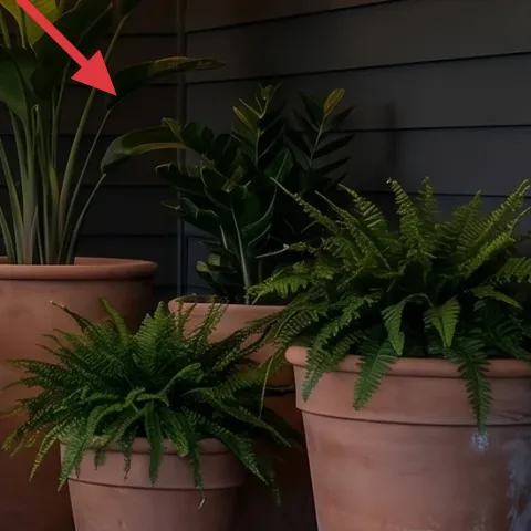 tall leafy plant in terracotta pot