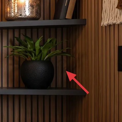 Large green leafy plant in black pot