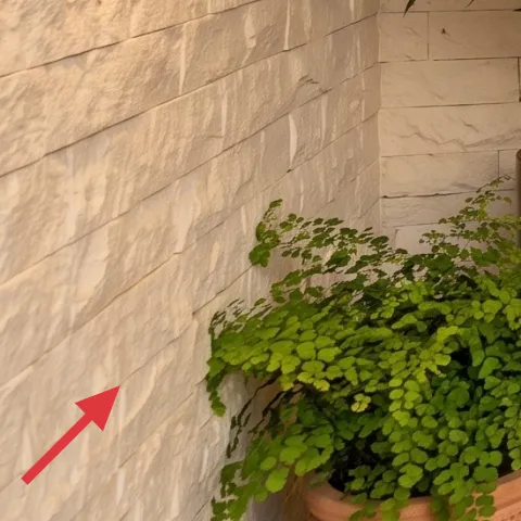 large potted fern plant