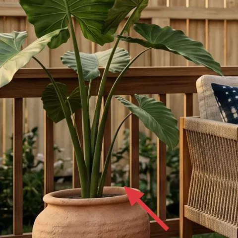 terracotta planter